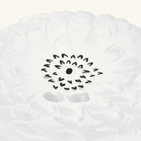 Dahlia No. 2 Box White lalique dahlia no 2 box white