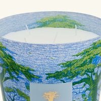 Sacred Trees Yarani Candle Max 24 baobab collection sacred trees yarani candle max 24