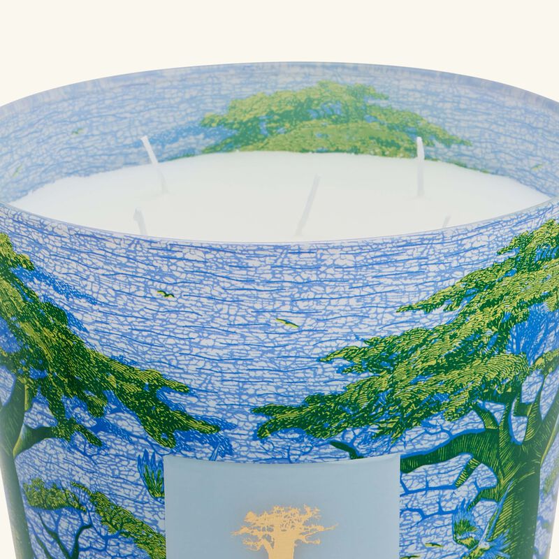Sacred Trees Yarani Candle Max 24 baobab collection sacred trees yarani candle max 24