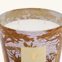baobab collection sacred trees cocody candle max 10