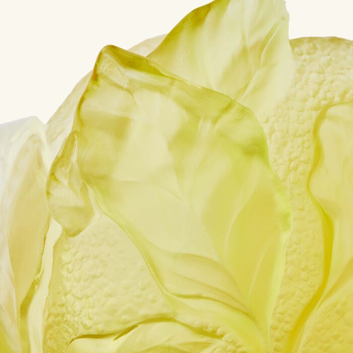 دوم مزهرية سيتروس صفراء اللون   بالحجم المتوسط   إصدار محدود