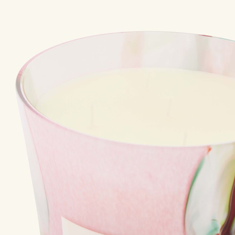 شمعة أوشيانيا جوكوربا ماكس 24 باوباب شمعة أوشيانيا جوكوربا ماكس 24