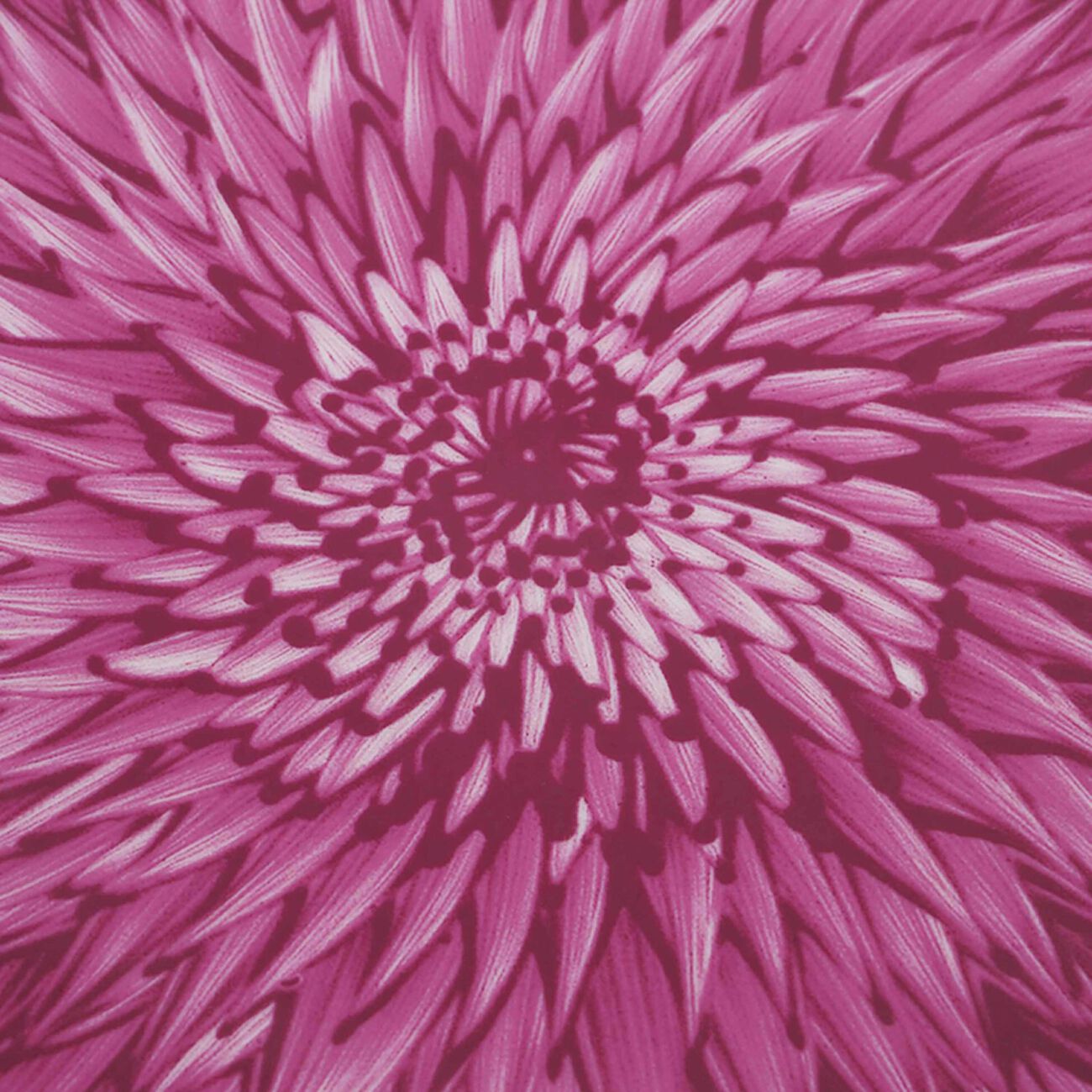 bernardaud in bloom dinner plate round pink limited edition