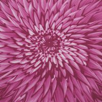 bernardaud in bloom dinner plate round pink limited edition