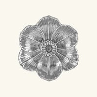 buccellati narcissus bowl mini silver