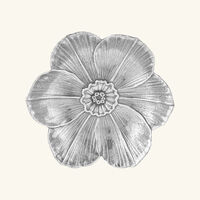 buccellati narcissus flower bowl small slver