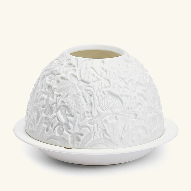 برناردو مصباح ليثوفاني ليز أوركيد