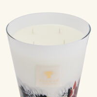 باوباب شمعة رينفورست تانجونغ ماكس 16