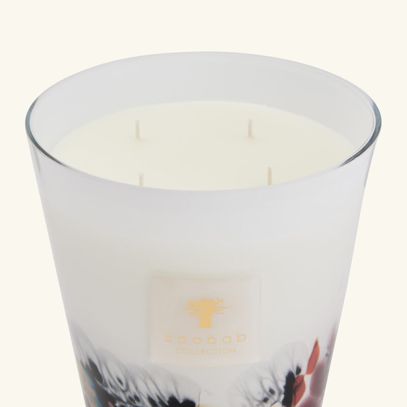 باوباب شمعة رينفورست تانجونغ ماكس 16