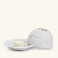 برناردو مصباح ليثوفاني ليز أوركيد