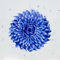 bernardaud in bloom serving platter oval blue 23cm