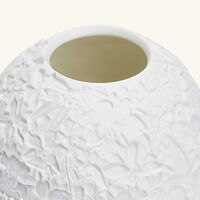 برناردو مصباح ليثوفاني ليز أوركيد