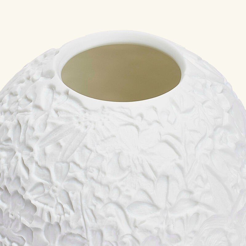 برناردو مصباح ليثوفاني ليز أوركيد