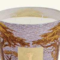 Sacred Trees Cocody Candle Max 24 baobab collection sacred trees cocody candle max 24