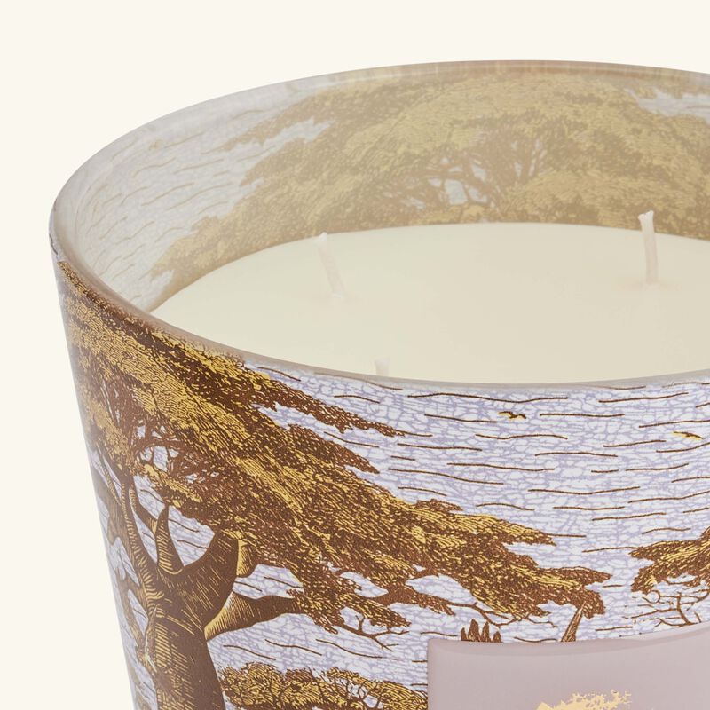 baobab collection sacred trees boukani candle max 16
